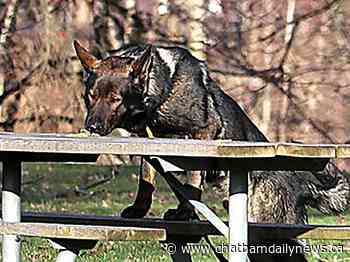 Police dog helps finds break-in suspects in Wallaceburg business