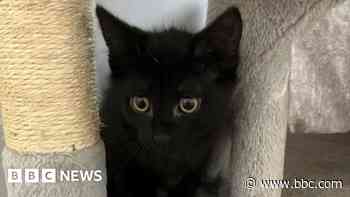 Kittens rescued after being dumped in bag on beach