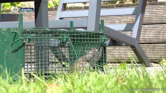 Ratten teisteren na park van Kapellen ook tuinen van inwoners: “Maar met blokje vergif gaan we deze oorlog niet winnen”
