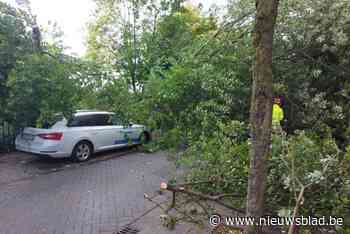 Omgewaaide boom beschadigt hek en auto