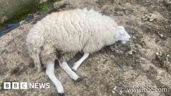 Sheep killed in dog attack in forest, rangers say