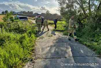 Boom belandt op weg in Zegelsem