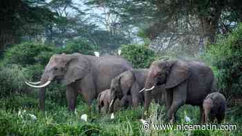 Les éléphants s'appellent entre eux avec un nom, selon une étude publiée dans Nature