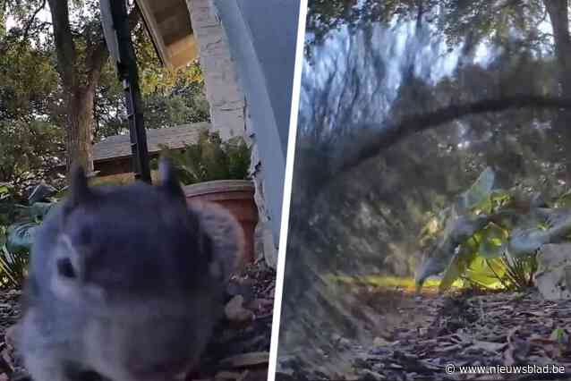 Talloze mensen verbaasd wanneer ze close-up van staart van eekhoorn op camerabeelden zien: “Ik dacht dat die pluizig was?”