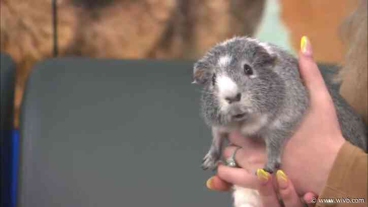 Jasper the guinea pig joins us on News 4