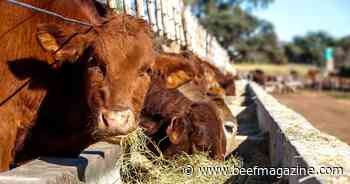 Fed beef production steady; Non-fed beef production down in 2024