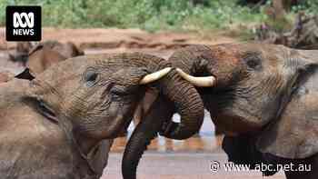 Do elephants call each other by name, just like humans?