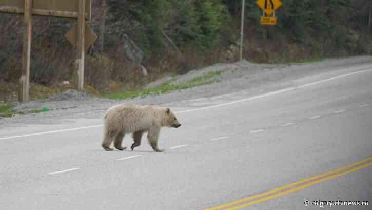 Well-known white grizzly bear dies after collision on Trans-Canada
