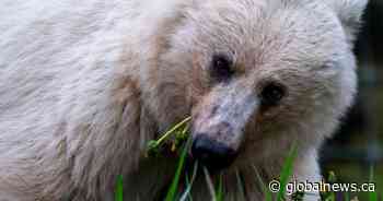Well-known white grizzly bear found dead in Yoho National Park