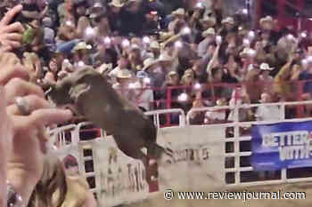 Rodeo bull hops fence at Oregon arena, injures 3 before being captured