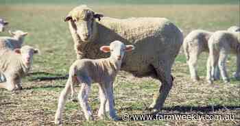 Sheep at risk of nutritional diseases after season break