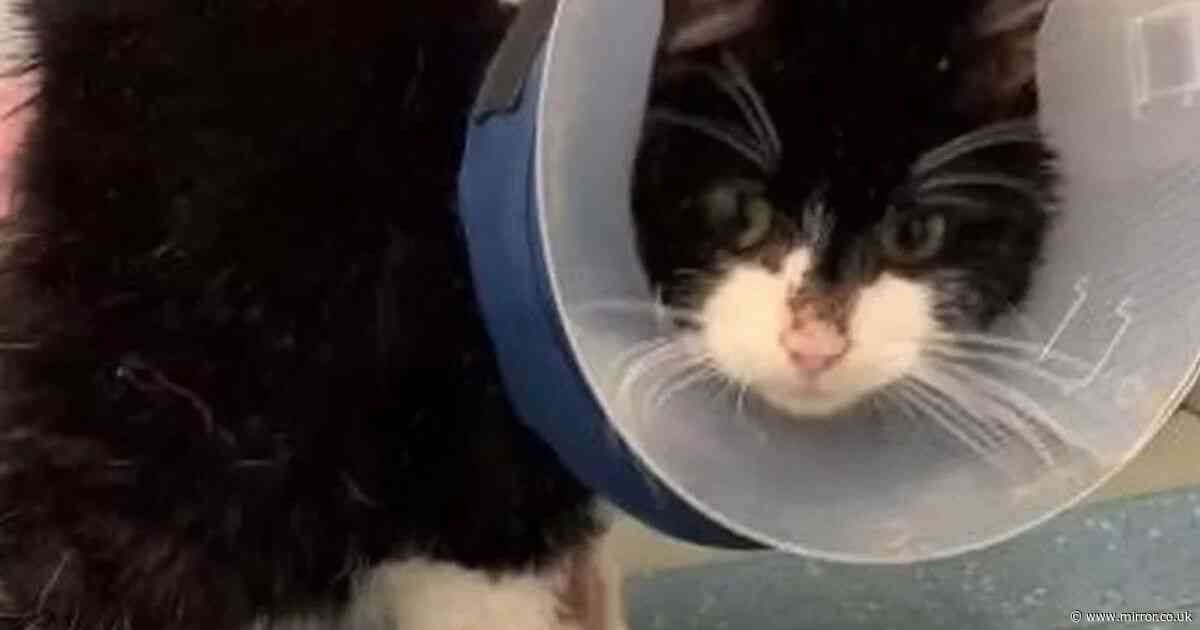 Horror as pet cat found 'crying in distress' at car wash covered in sickening burns