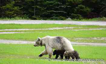 Rare white grizzly bear Nakoda and her cubs die in separate crashes in B.C. park
