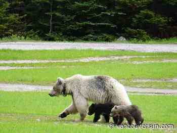 Rare white grizzly bear Nakoda and her cubs die in separate crashes in B.C. park