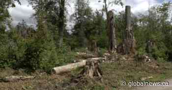 More than 7,200 trees removed from Stanley Park in battle with hemlock looper moths