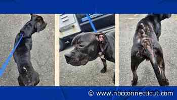 Do you recognized this dog that was dumped in Naugatuck?