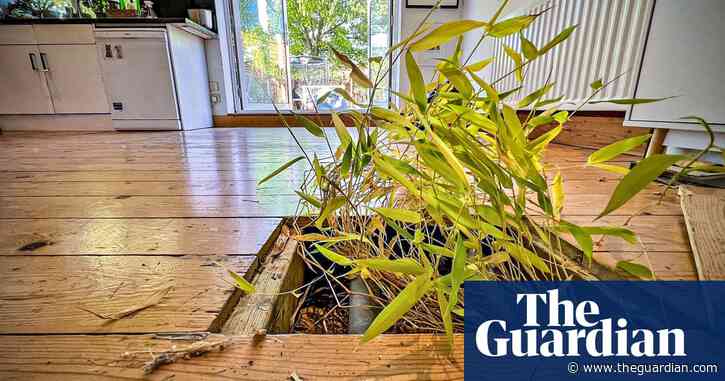The big British bamboo crisis: ‘It invaded my beautiful home’