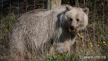 Parks Canada officials devastated to report white grizzly, known as Nakoda, has died