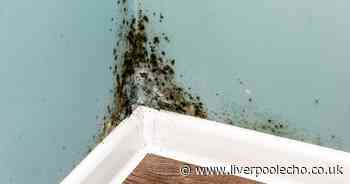Martin Lewis discusses how to handle black mould in your rental