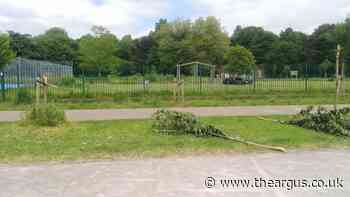 Preston Park: Six cherry trees torn down by 'mindless vandals'