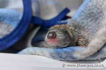 Sussex orphaned hoglets being cared for in rescue centre