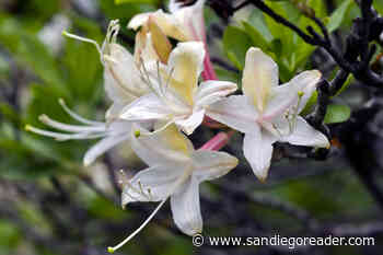Western azalea blooms in the higher mountains, elderberry decorates Tecolote Canyon