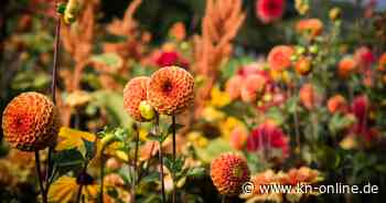 Dahlien im Garten: Tipps und Tricks für die optimale Pflege und Blütenpracht