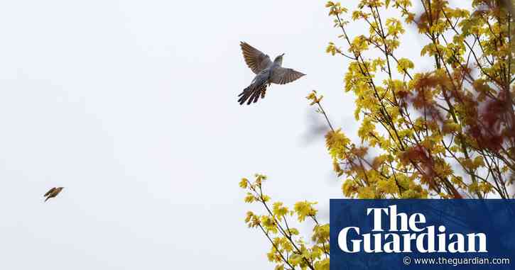Country diary: A cuckoo unleashes the fury of the pipits | Ed Douglas