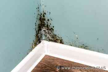 Experts explain what renters can do to get landlords to remove black mould from property