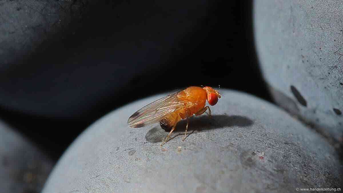 Parlament will schnelle Schritte gegen invasive Schädlinge