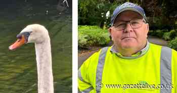 Feisty swan loses eye in Ropner Park dog attack - but now he's back with park keeper pal Tony
