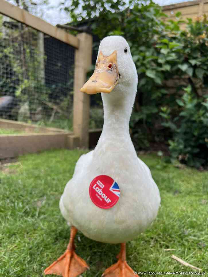 Labour’s foie gras ban pledge confirmed