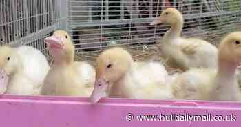 East Yorkshire petting farm owner 'heartbroken' as six ducklings stolen in burglary