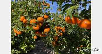 Prijs voor de beste citruskoper 2023/2024