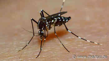 Krankmachende Mücke breitet sich in Europa aus – Welche Symptome auf Dengue-Fieber hindeuten