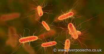 E.coli outbreak sees more than 100 people fall ill