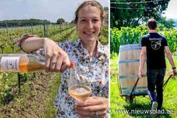 Wijndomein Beerbosch serveert Belgische rosé bij de wijnranken