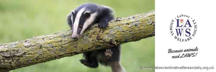 Tories ignore scientific advice and expand the badger cull