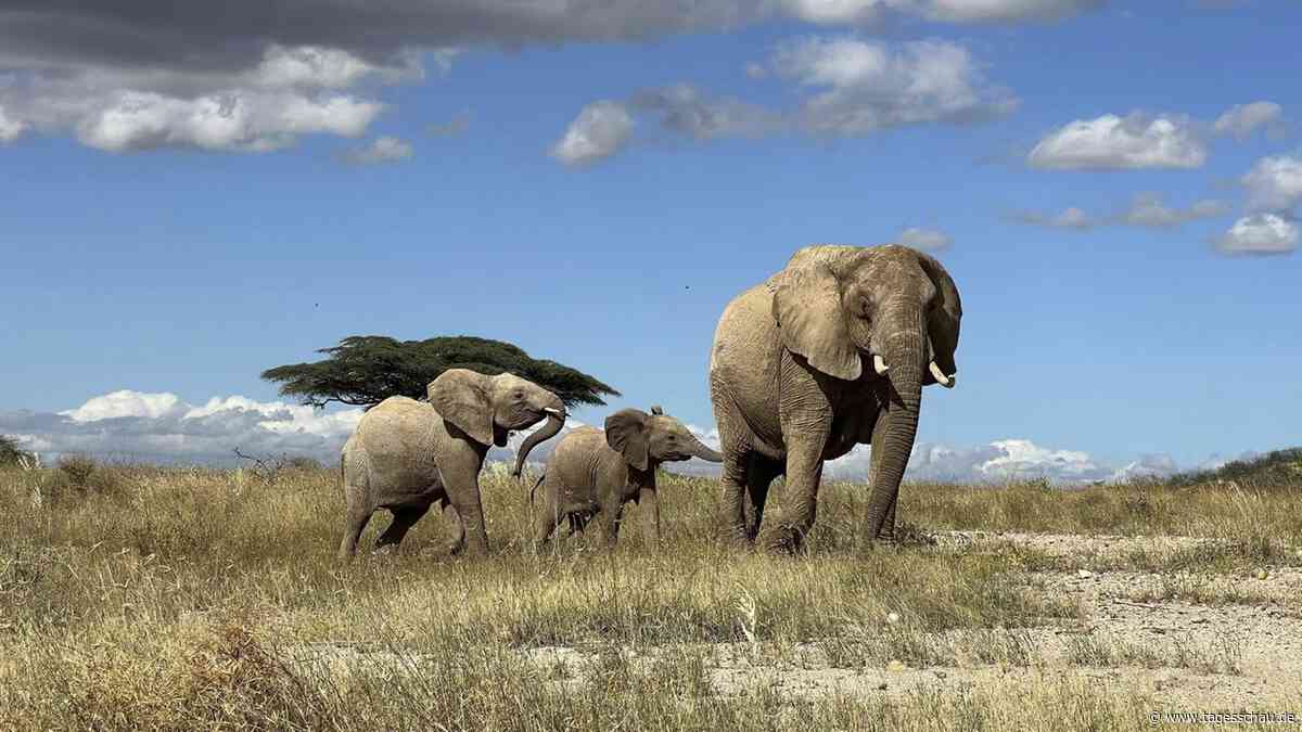 Tierkommunikation: Den Elefanten beim Namen nennen