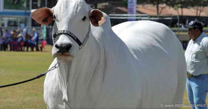 La mucca più cara del mondo si chiama Viatina e costa 4 milioni di dollari