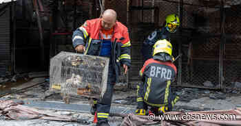 Puppies, birds among hundreds of caged animals killed in fire