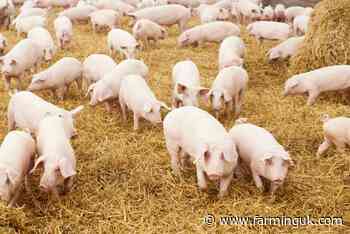 UK pig producers see profit of &#163;16 per head during Q1 2024