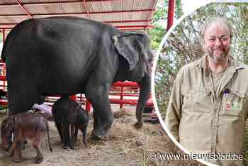Bewaker in Thailand raakt gewond bij geboorte olifantentweeling, en da’s geen verrassing: “Wij doen zoiets niet”