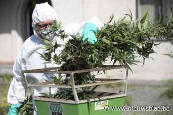 Wijkagent treft cannabisplantage aan tijdens huisbezoek