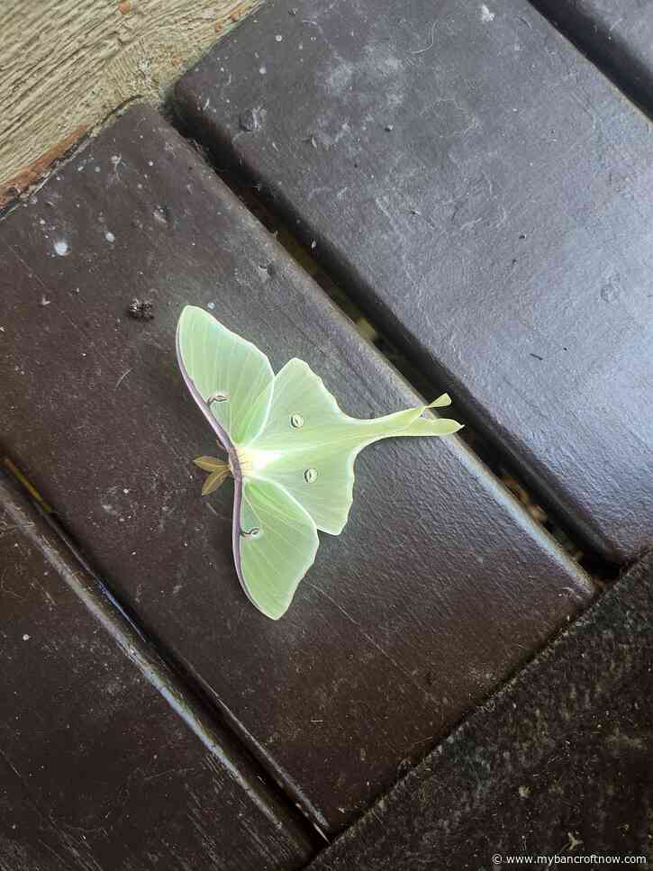 Rarely seen luna moths spotted in the area 
