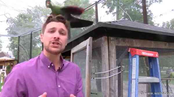 WATCH: Indiana reporter attacked by exotic bird