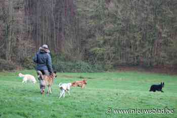 Wandelpad moet hondenlosloopzone toegankelijker maken