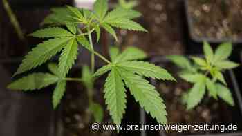 Neue Umfrage: So sehen die Cannabis-Pläne der Deutschen aus