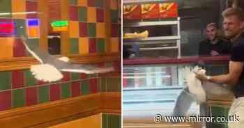 Seagull invades chicken shop full of customers before hero catches it mid-flight