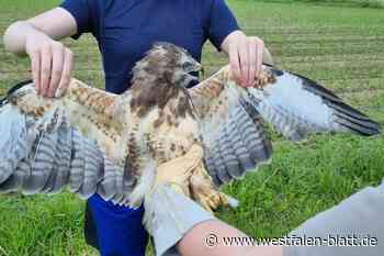 Nach Tierquälerei: Mäusebussard ausgewildert